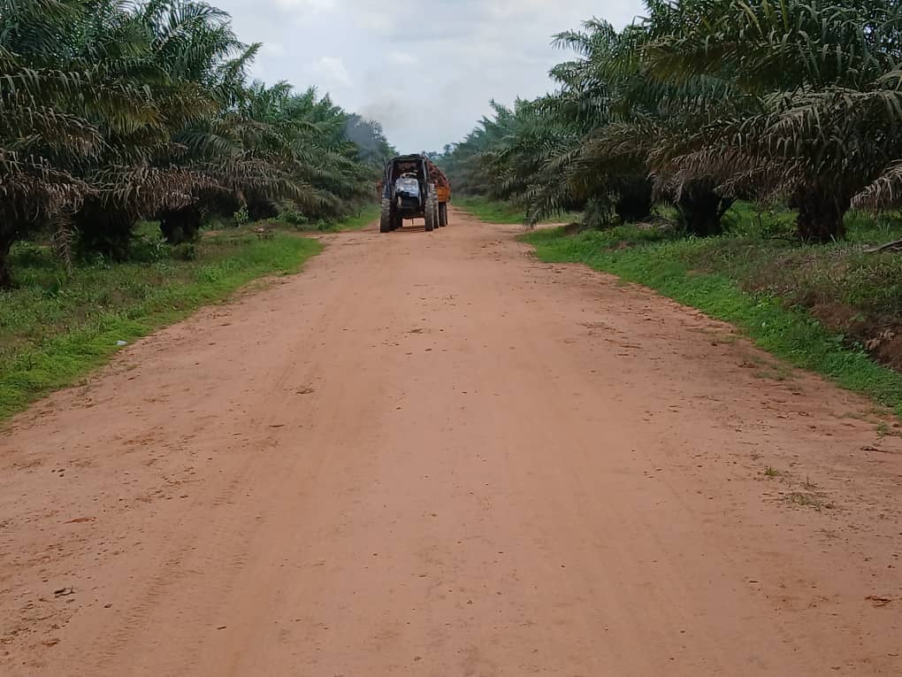 A wide graded farm road carrying a loaded tractor out of the plantation