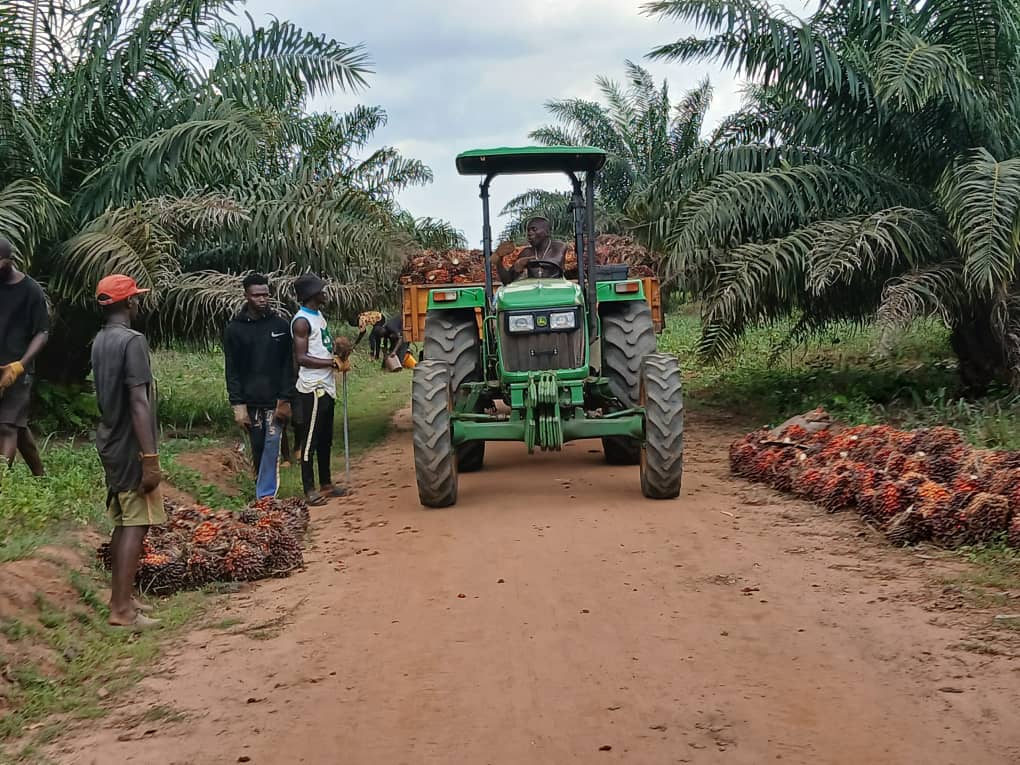 Tractor loaded with freshly harvested palm fruit bunches at the Bragav farm