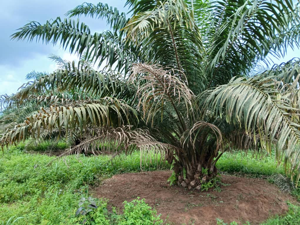 A healthy mature oil palm with a cleared, well-maintained ring at its base