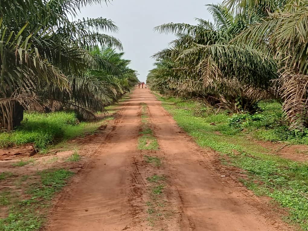 Mature oil palms lining an access road through the Bragav plantation