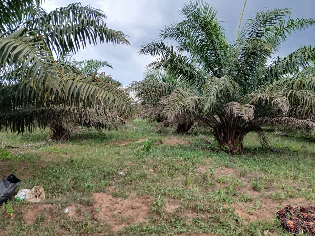 Rows of maturing oil palms carrying fresh fruit bunches