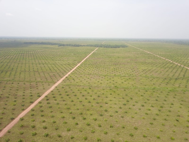 Aerial view of the Bragav plantation stretching to the horizon